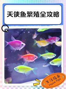 天使鱼会咬其他鱼吗_天使鱼白天温顺夜晚凶猛，小心咬食孔雀鱼，新手养鱼需谨慎！