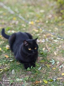 猫咪在全黑的环境能看见么_猫咪眼睛反光不等于夜视，昏暗光线下比人看得清，需光线，黄昏黎明视力最佳