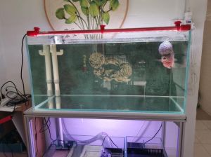 鱼缸80斤水放多少盐_鱼缸容积计算加盐方法，养鱼必备小知识