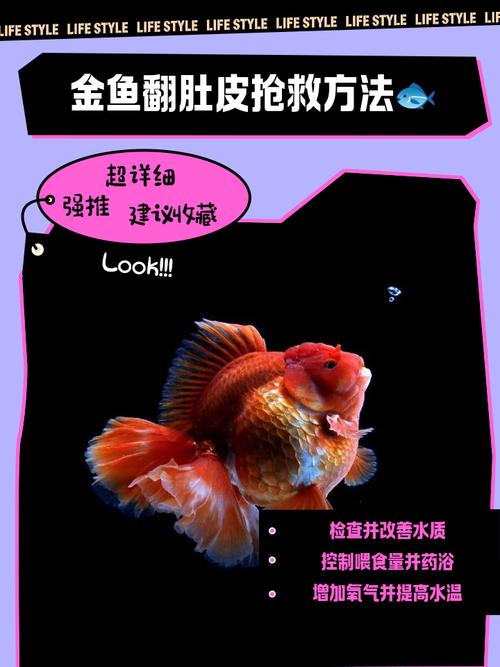 金鱼充氧气多长时间_养金鱼看情况打氧,缺氧就多打,别过量 金鱼充氧气多长时间_养金鱼看情况打氧,缺氧就多打,别过量