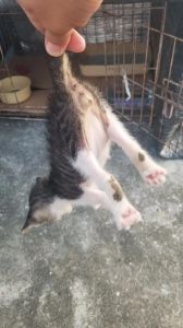 幼猫奄奄一息_小猫虚弱发烧急需救助，主人速喂葡萄糖羊奶粉送医，珍惜生命