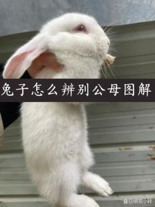 幼兔公兔还是母兔乖_新手养兔分不清公母？别急，看体型生殖器特征，多观察多请教！
