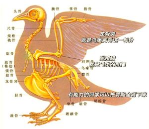 鹦鹉的泄殖腔在哪里_公尖母圆，需经验