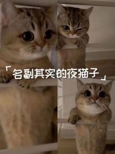 猫晚上没灯能看见吗_特殊眼睛+牛磺酸，晚上看得清