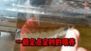 雷龙鱼互动排行榜_雷龙鱼互动性强 选对品种养得玩