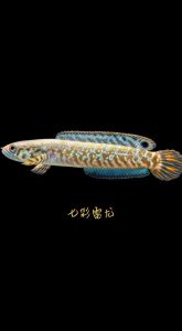 战斗力最强的雷龙鱼_雷龙鱼品种多性格各异 选哪种看喜好