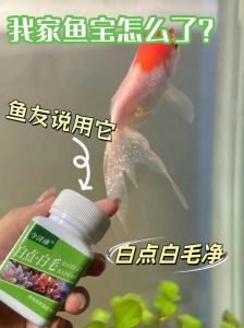 神仙鱼身上长白色絮状物怎么回事_鱼身上长白絮？别慌，教你辨别并治疗！