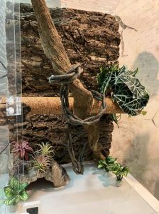 40岗适合养什么爬宠_养蜥蜴要注意颜色会变，性格温和但需经验，喂食要多样，互动要安全，选适合自己的宠物
