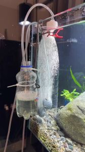 小丑鱼被蛋分器吸住了_小丑鱼被蛋分器吸住，养鱼要注意设备环境和小鱼需求