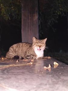猫咪在漆黑的晚上能看得见吗_瞳孔反光层和胡须的功劳