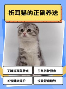 新手养折耳猫十大忠告_易患关节病，照顾要细心！