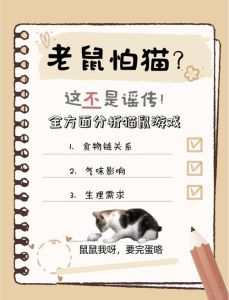 猫要几个月才会抓老鼠_小猫学抓老鼠，多陪玩逗猫棒，练就捉鼠本能！