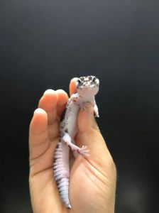白化红ig是什么蜥蜴_特别的颜色与饲养技巧