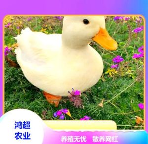 麻花豆mv精品豆花电视如何成为宠物娱乐的新宠？