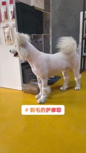 狗狗剪毛后呆萌搞笑，无毛怪造型笑翻网友！