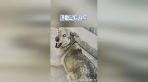 7岁狗遭刀砍回家 真相不明令人心疼