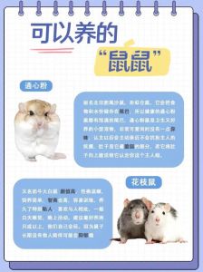养宠物鼠好选择，仓鼠豚鼠龙猫花枝鼠，各有特点