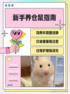 养宠物鼠，选对种类很重要，照顾好它们是关键