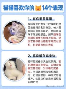 猫咪喜欢你，就让你进它的地盘了！