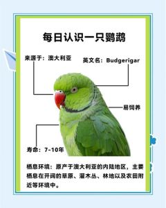 新手养宠别慌，虎皮鹦鹉爱热闹，叙利亚仓鼠省心又安静