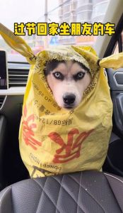 金毛犬叼走一箱牛奶，主人惊掉下巴！