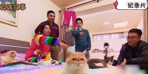 上海女子为养50猫偷偷打掉孩子，老公崩溃提离婚，最终达成妥协