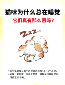 家猫夜不眠不休？改不了的天性，这样轻松搞定