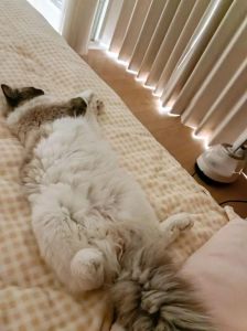 小猫睡觉萌翻天！四脚朝天肚皮露，治愈心情超可爱！