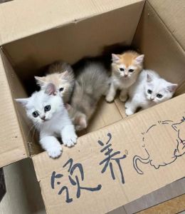 30+健康可爱猫狗待领养，稳定住房工作即可，蓝氏送礼包！