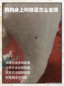 狗狗跳蚤痒？试试老方法，中药包薄荷除跳蚤！