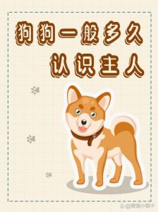 狗狗的认主标准_狗狗黏人爱护主，跟主人生物钟同步，信任分享一切！