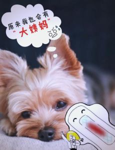 土狗六个月就来例假了_出血情绪变化及照顾要点