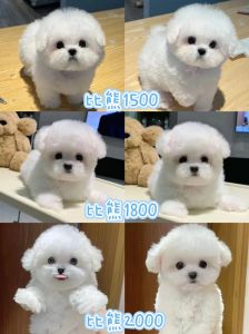 成年10kg的狗狗是小型犬吗_关注狗狗体型，科学喂养运动，健康成长