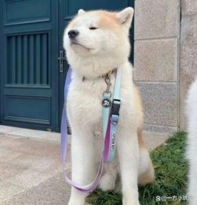 旺家犬特征_我家狗狗太乖了！忠诚粘人还会帮忙，简直是旺家小能手！