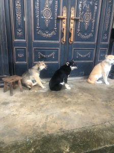 看门狗养什么狗最好_忠诚看门狗，聪明挑人，养前请三思！