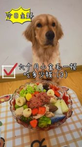 金毛70斤成犬一天吃多少狗粮_金毛70斤喂多少粮？看活动量与狗粮，科学喂养才健康
