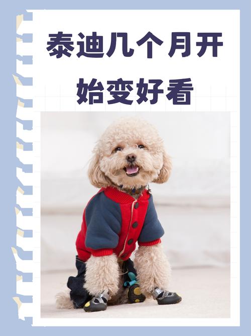 泰迪几个月的时候会长的快_泰迪3-8个月成长期饮食护理要点
