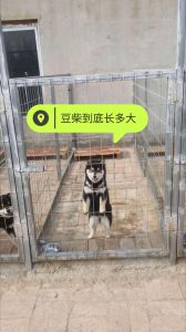 柴犬多大算成犬_柴犬18个月才成年，别急！倔强挑食要注意，养它是个慢功夫