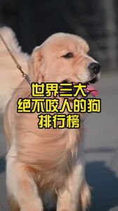 三大不咬人的狗_六种狗狗性格温和，聪明友善，是家庭守护者和开心果！