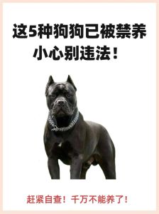 杂种狗为什么不能随便养_性格健康都不稳定，责任重大别冲动