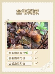 农村一般喂金毛吃什么_农村养金毛，剩饭剩菜要少喂，三大肉菜千万别喂，三大蔬菜也千万别喂！