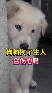 狗狗会知道主人伤心吗_你家狗子超懂你？察言观色超厉害！