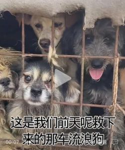 狗会咬死同类吗_养狗拴绳打疫苗，别让大家都怕了