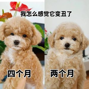 泰迪几个月长大_泰迪幼犬成长快，科学喂养控体重，健康营养毛更好