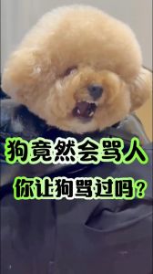 网聊主人羞辱狗的10个表现_狗狗敏感易焦虑？多陪它互动建立信任！