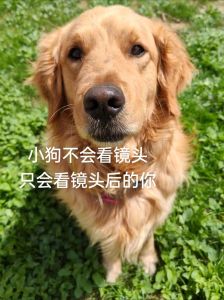 总裁是条认主人的狗_从嫌弃到追捧，展现女性坚韧智慧