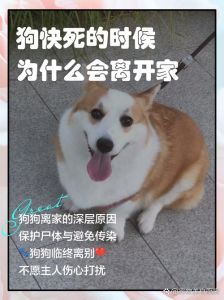 狗不能送亲戚的原因_亲戚送狗看似好心，实则麻烦，需谨慎考虑！