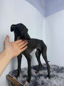 格灵狗母犬一般多高_格灵狗外形标准，运动协调，养狗需注意健康