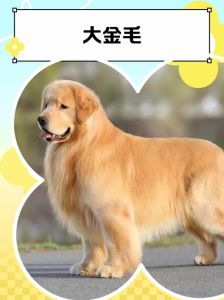 金毛狗多大算成犬_金毛一岁成年粮，换粮要慢，啃骨磨牙补钙，注意健康！