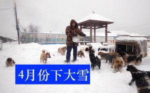 东北冬天的流浪狗怎么过冬_可怜又坚强，请给温暖与尊重